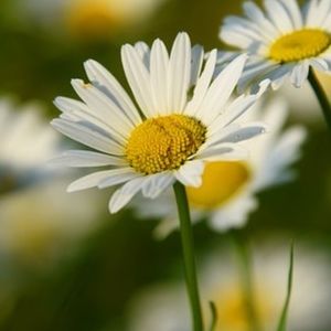 Meet your Posher, Trisha